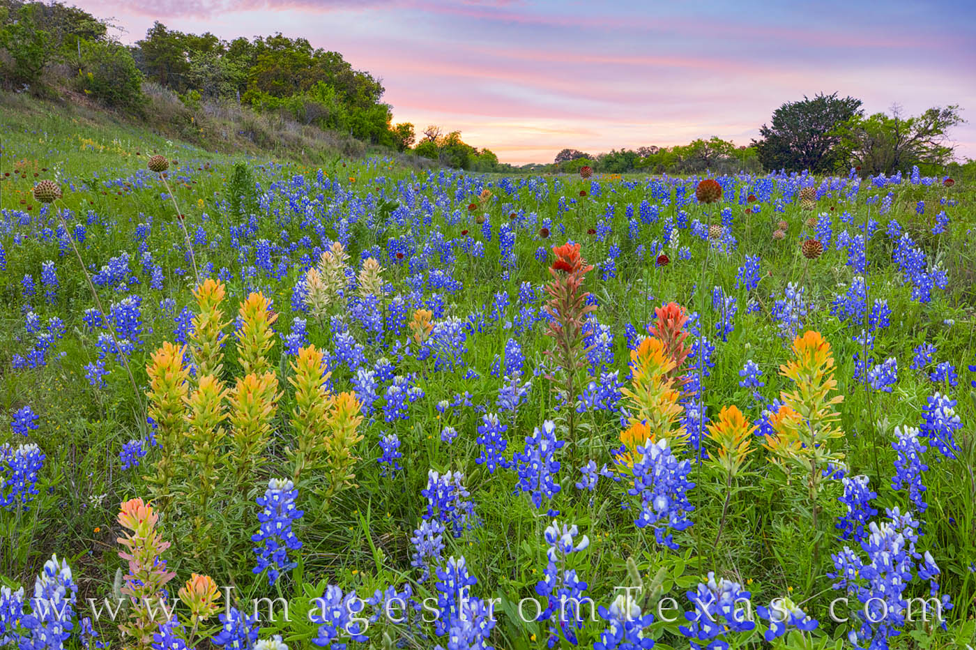 Prairie Paintbrush and Bluebonnets 407-2 Colorful prairie paintbrush are surrounded by bluebonnets in this evening photograph from the Texas Hill Country. The evening...