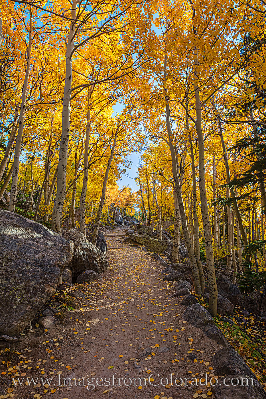 Rocky Mountain National Park Aspen Path 1 Late September brings cooler weather in Rocky Mountain National Park. This means the aspen leaves will be changing from green...
