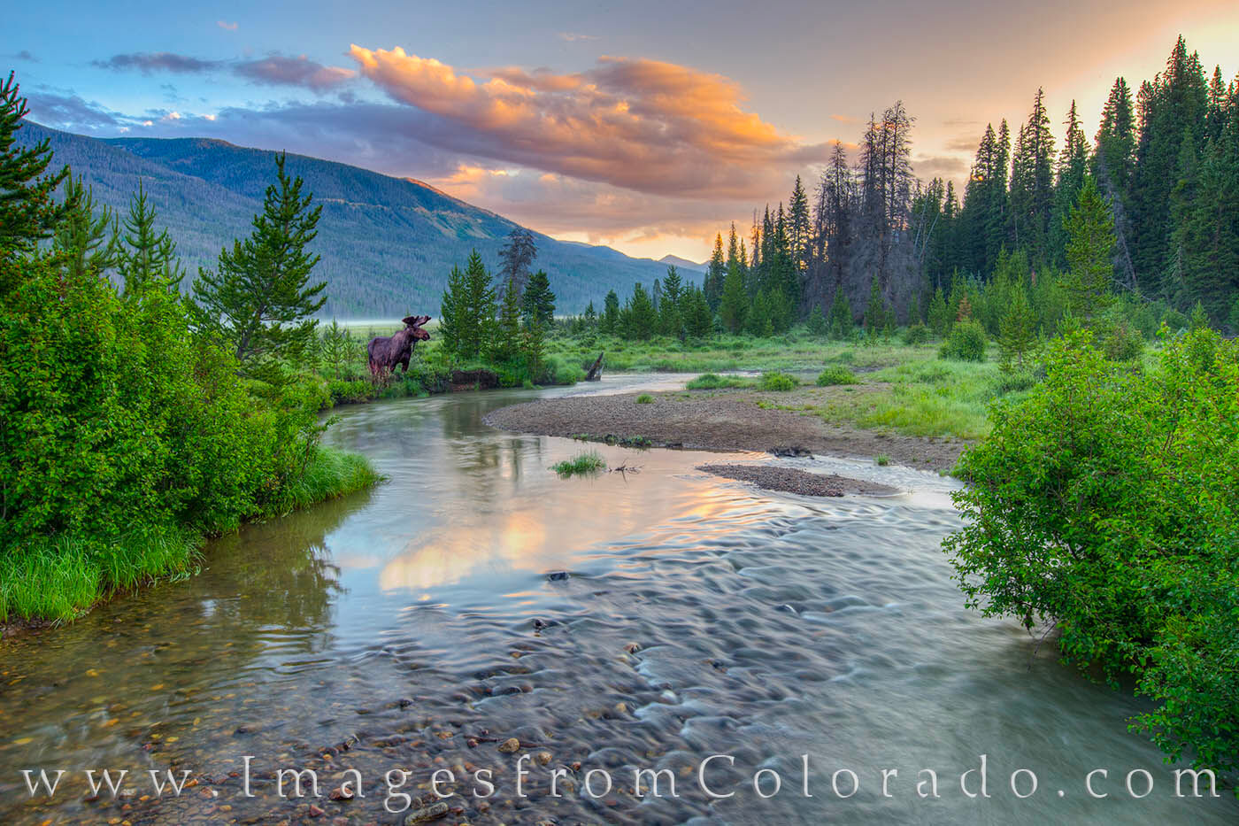 Rocky Mountain National Park Moose in the Morning 1 While out early one morning walking a trail along Rocky Mountains National Park's Trail Ridge Road, I saw this moose alone beside...