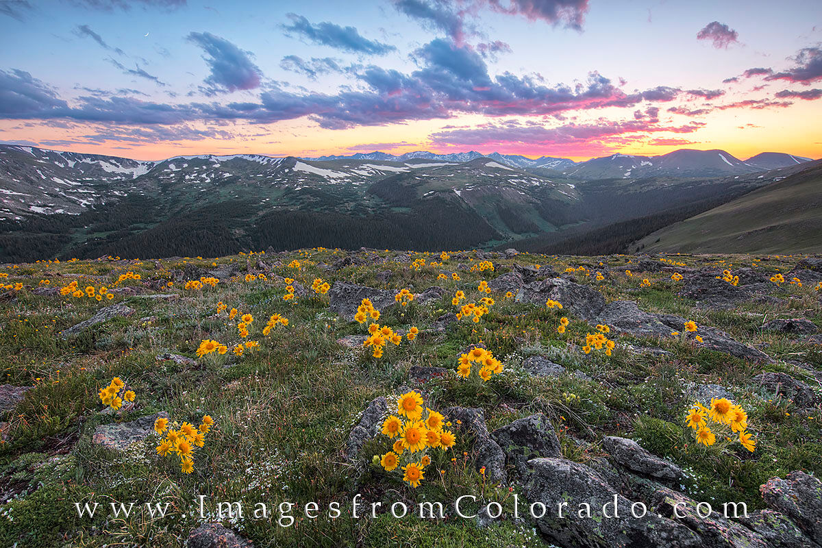 Sunflower Sunset in Rocky Mountain National Park 2 Patches of gold wildflowers fill the rocky slopes of Rocky Mountain National Park in early July. These yellow flowers, often...