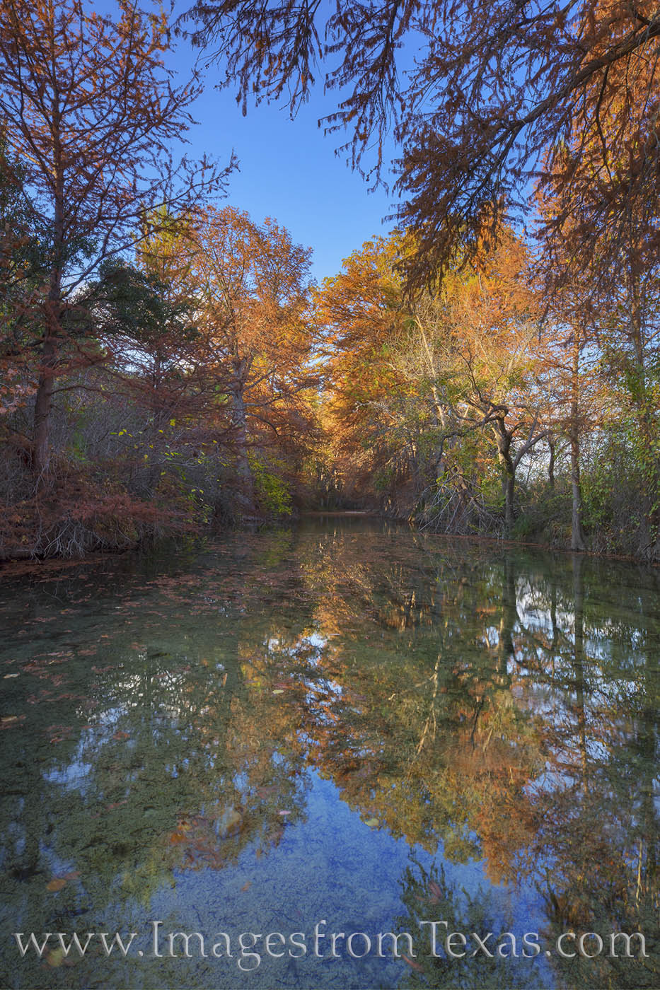 Sabinal River Autumn Colors 1 Autumn colors fill the trees along the Sabinal River on a November evening. While out exploring side roads between Utopia and...