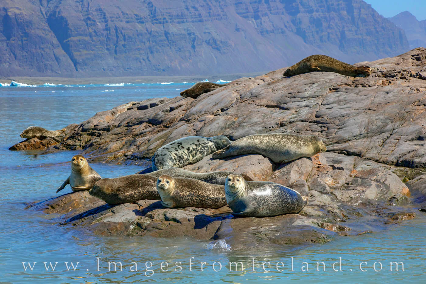 Seals of Jökulsárlón Bay 1 Seals warm themselves on rocks in Jökulsárlón Bay in south Iceland. These seals live in this glacier bay formed by the...
