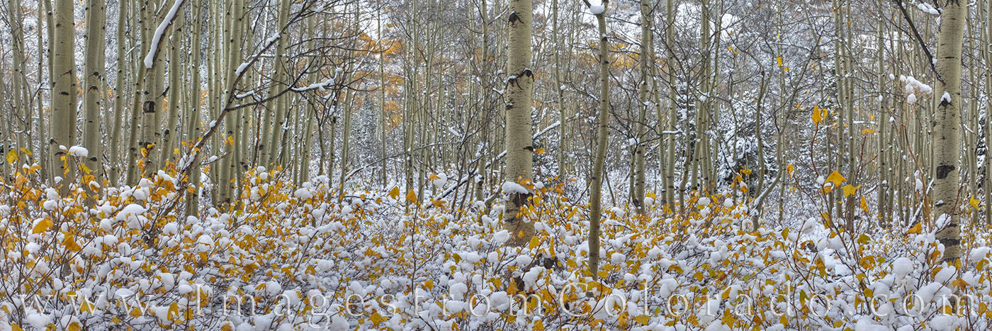 Snowy Aspen Woods Panorama 1 After an early wet snow, the aspen trunks are mostly bare yet some of the golden leaves remain, adding color to this panorama...