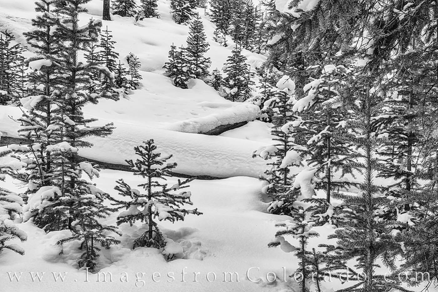 Snowy Forest Black and White 1231-1 After a late December snowfall, the pine trees of the forest near Winter Park, Colorado, were covered in white powder. This snowy...