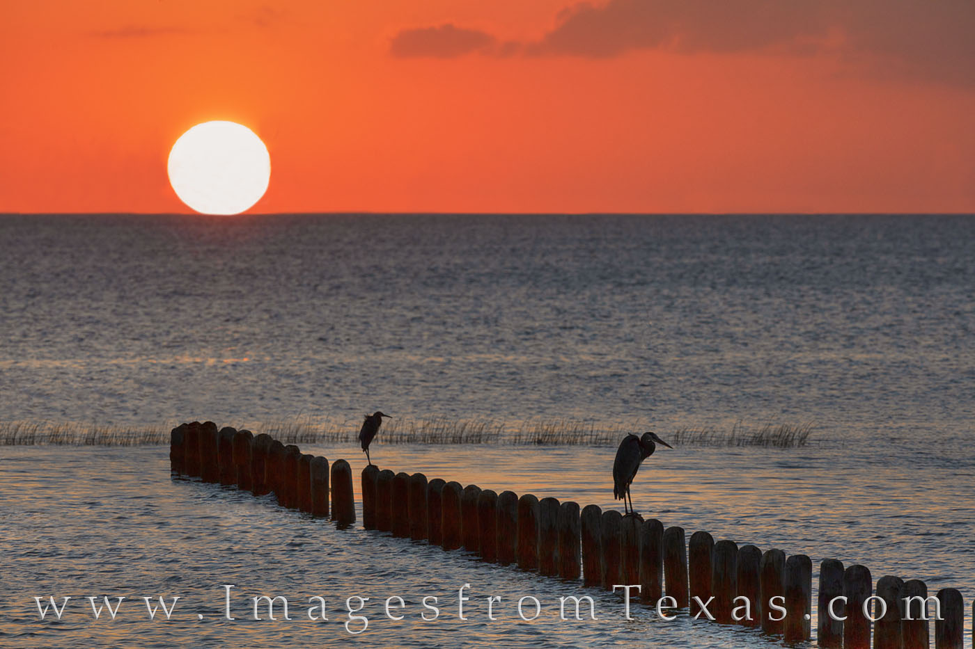 south padre island, sunset, port isabel, south texas, gulf of mexico, ocean, bay, egret, birds, ocean birds