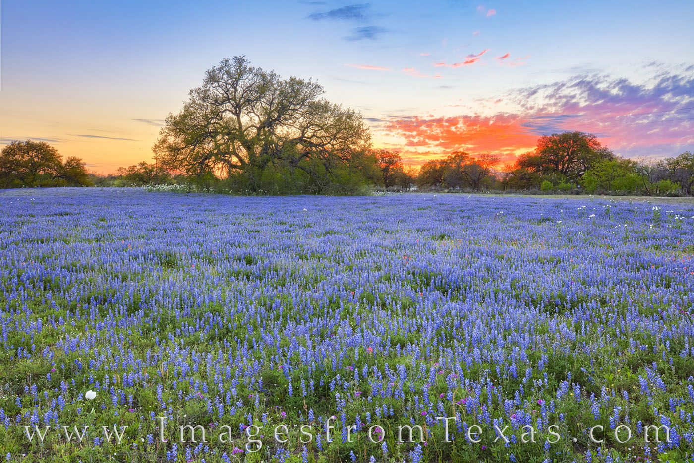 South Texas Bluebonnet Sunset 318-1 Sunset south of San Antonio brough beautiful orange and blue to a bluebonnets landscape on this warm March evening. All was quiet...