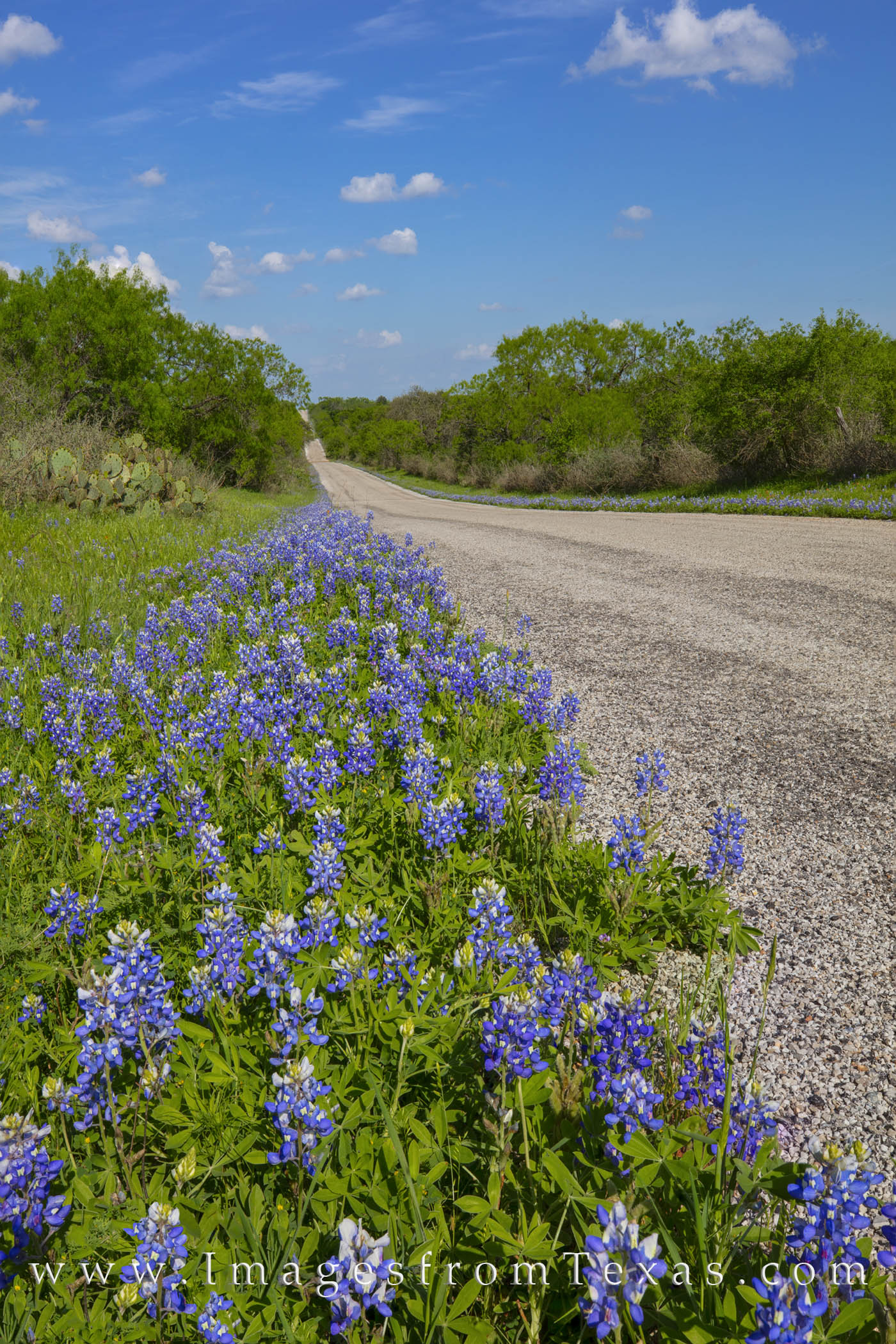 Spring County Road Bluebonnets 407-1