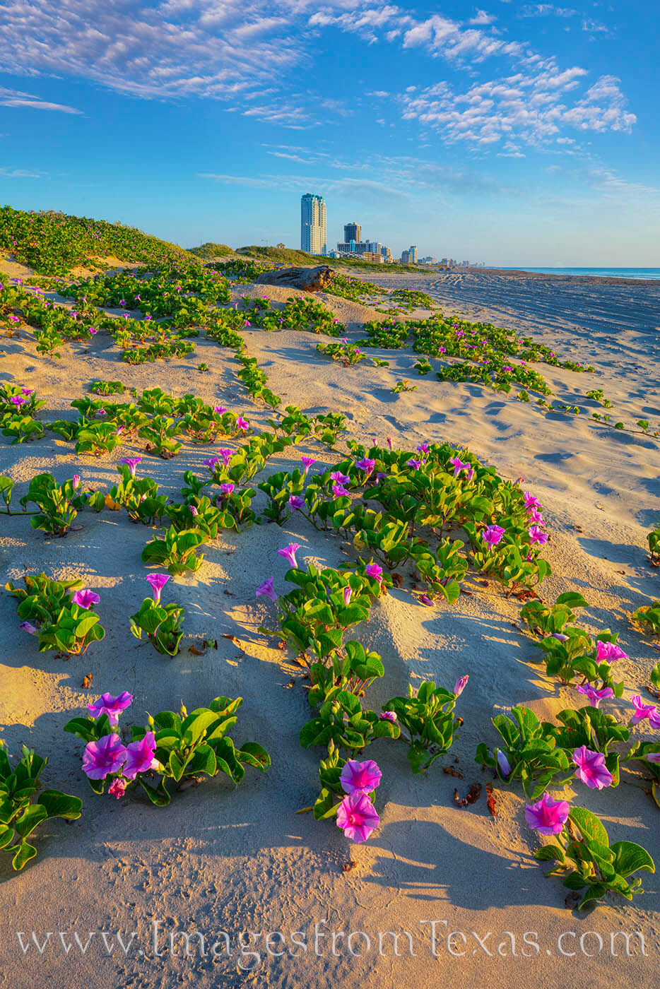 Summer Morning on South Padre Island 2 South Padre Island's skyline rises from the sand dunes on a summer morning.