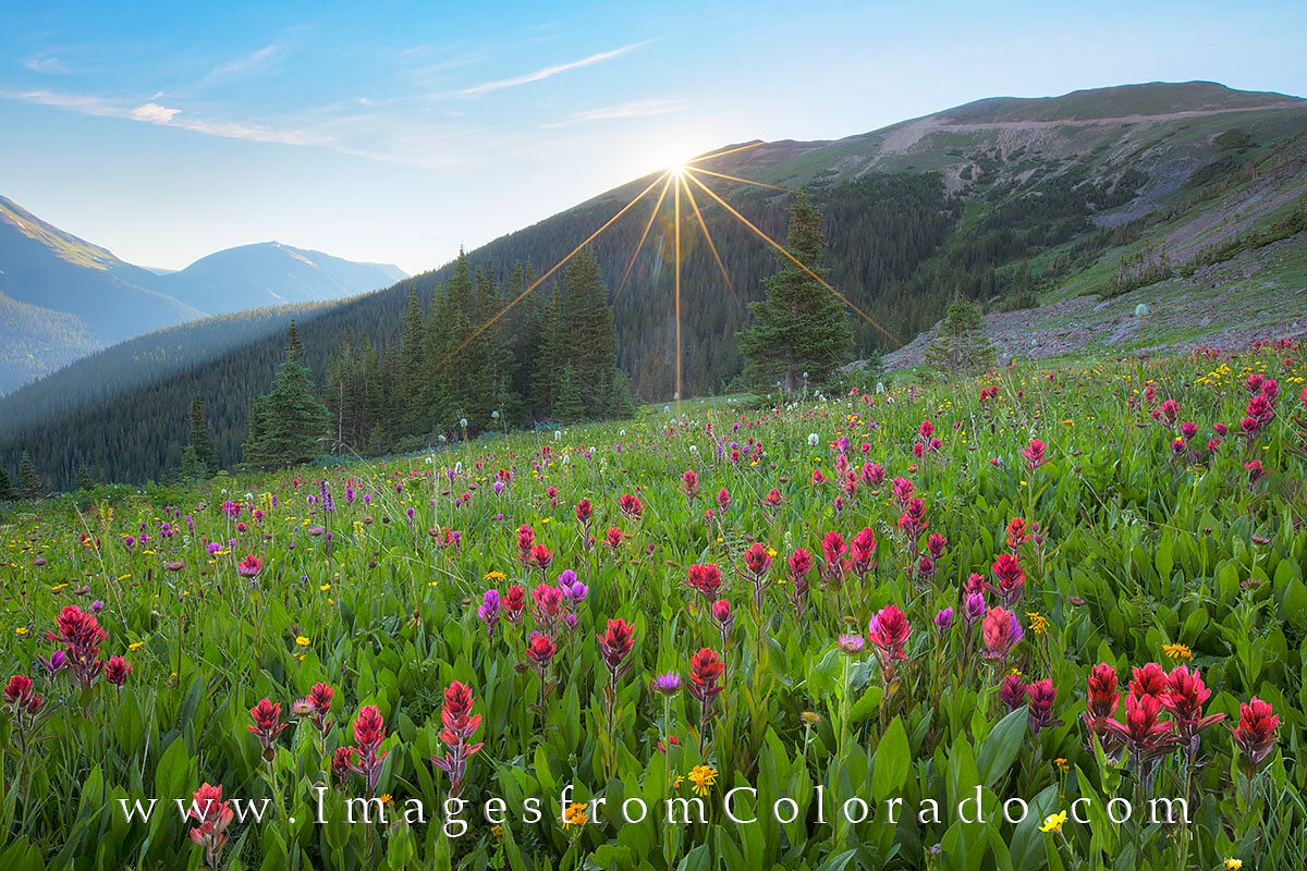 Summer Wildflowers near Winter Park 1