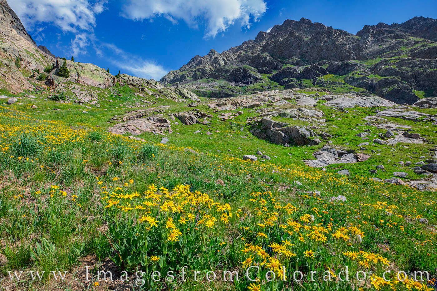 Summit County Wildflowers 618-2 Alpine sunflowers were abundant at the top of the. Upper Piney Lake Trail. While a small cascade was about 3 miles up the trail...