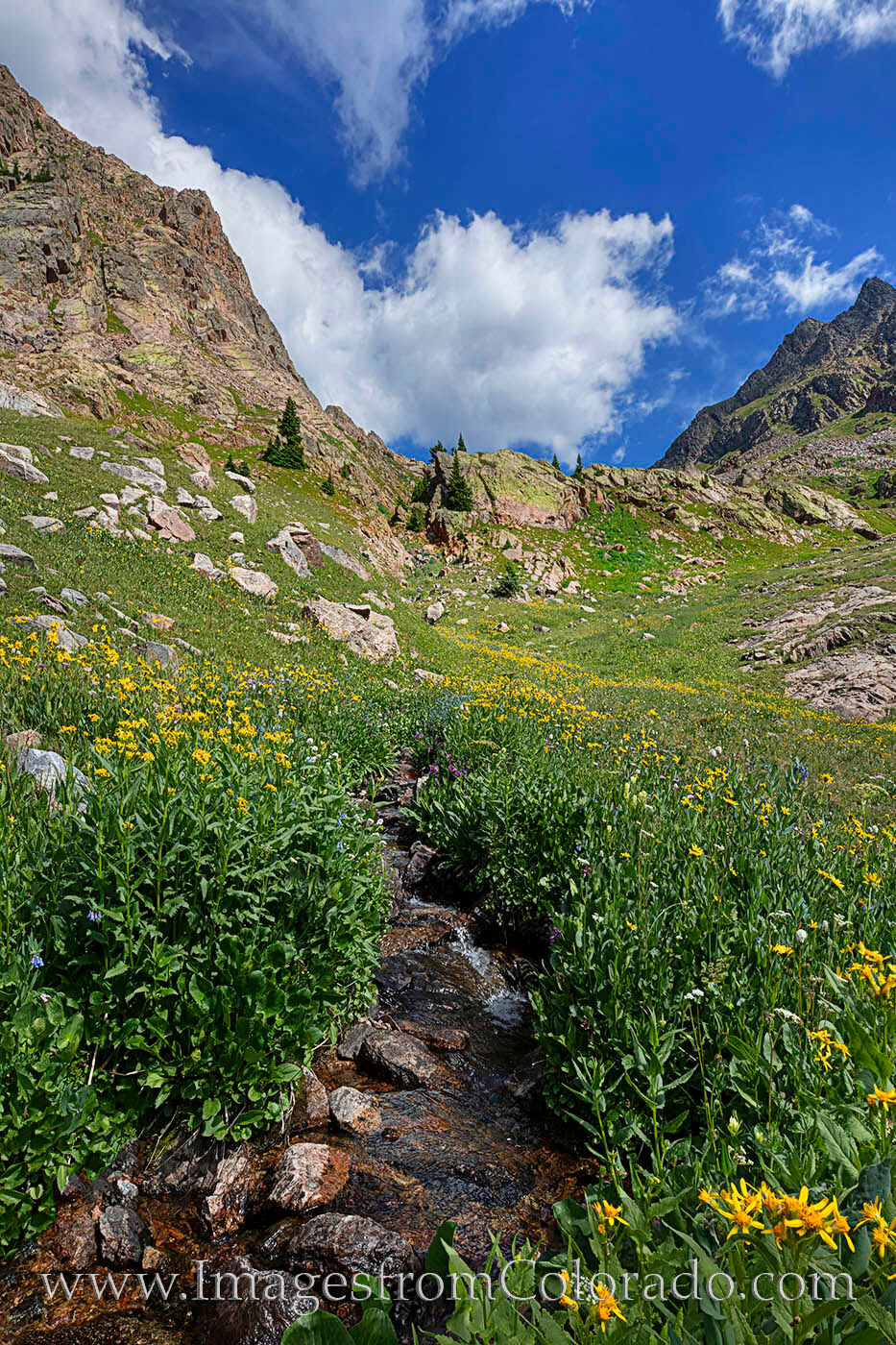Summit-County-Wildflowers-618-4 Golden wildflowers fill in along a small stream high in Summit County. Clouds float by on a perfect July morning. The hike to...
