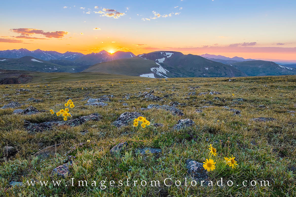Sunflower Sunset in Rocky Mountain National Park 5 The slopes above tree line in Rocky Mountain Park have a few sunflowers (called Old Man of the Mountain) that add color to the...