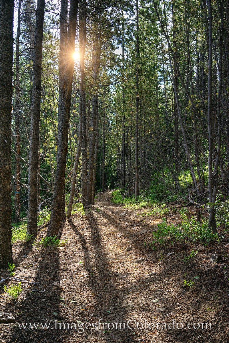 Sunlight through the Pine Trees 1 On a hike near Winter Park, Colorado, sunlight streams through the pine trees, filling the trail with warmth. I know each morning...