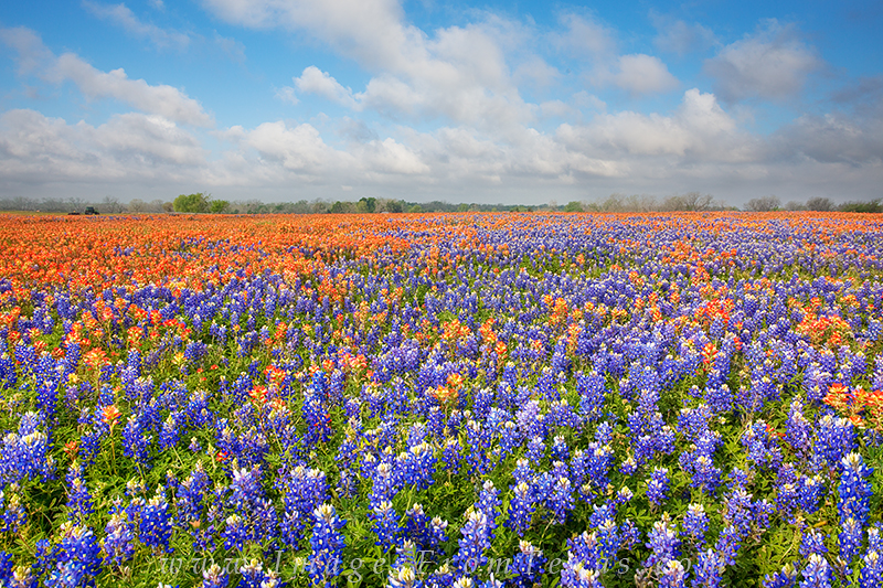 Bluebonnets and Paintbrush, Whitehall 2 East of Austin near Whitehall, Texas, I came across this colorful field of bluebonnets and indian paintbrush on an early April...