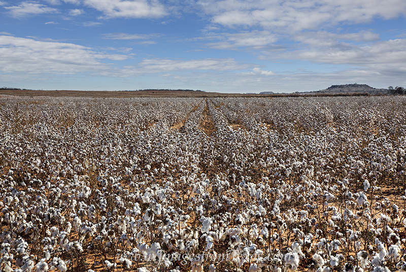 Texas Cotton Field at Harvest 3 Along a dirt road in the Texas panhandle, a cotton field is ready for harvest. Blue skies and cold weather are here, and in a...