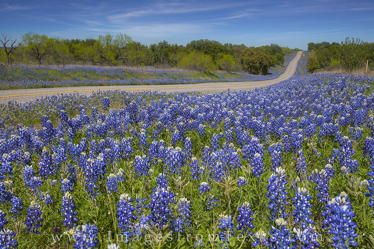 Texas Highways and Bluebonnets
