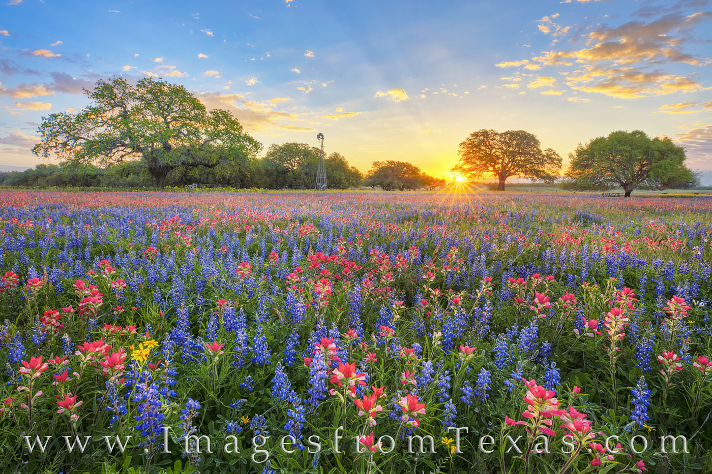 wildflowers, bluebonnets, paintbrush, sunrise, indian paintbrush, windmill, morning, blue, red, poteet, texas, cold, calm, beauty, Atascosa county