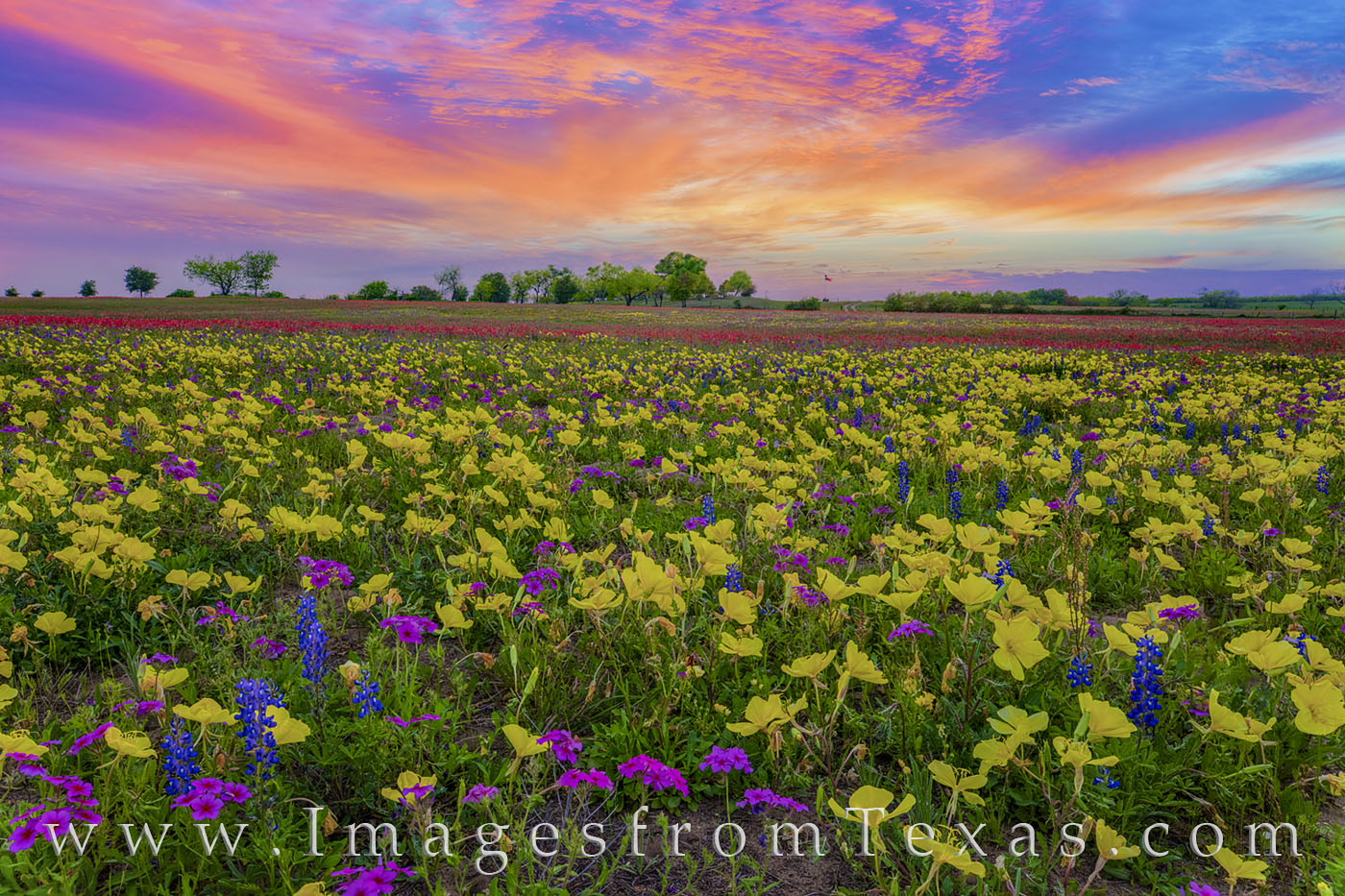 Wildflowers, Texas, bluebonnets, phlox, groundsel, coreopsis, Missouri primrose, primrose, buttercups, paintbrush, new berlin, church road, san Antonio, spring, march