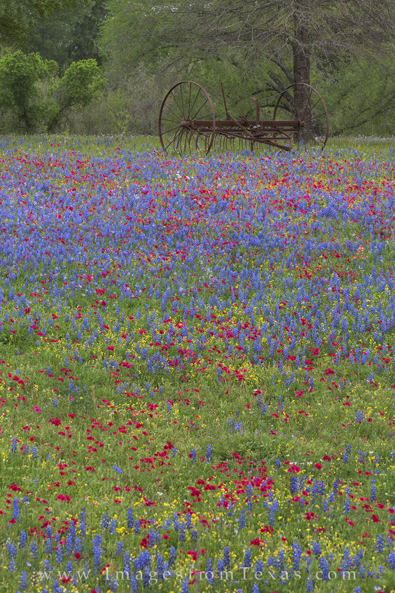 Texas Wildflowers near Luling 2 An old farm implement rests in a field of colorful Texas wildflowers near Luling, Texas, in the spring.