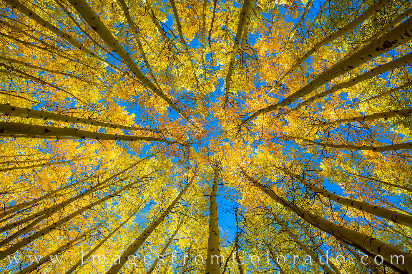 The Aspen Grove in Fall 103-1 Aspen trees reach for the blue sky in this Autumn photograph taken in the San Juan Mountains.