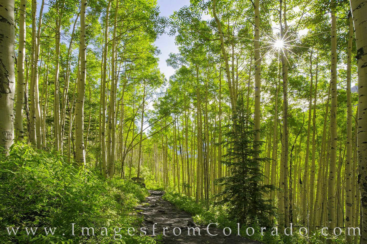 Trail through Aspen at the Maroon Bells 1