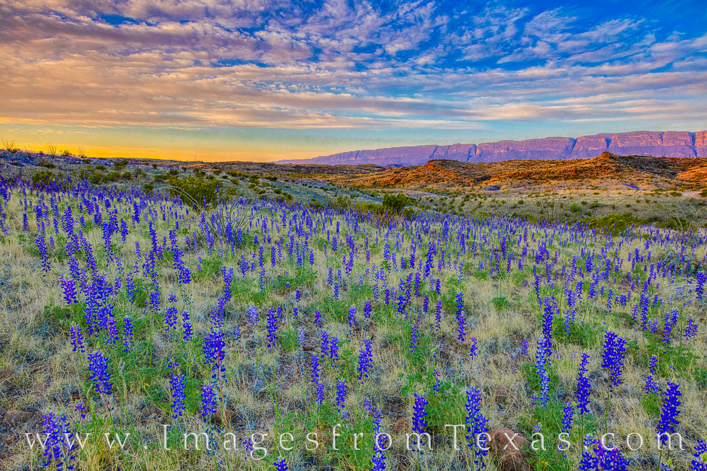 West River Road Bluebonnets, Big Bend 309-3 Just after sunrise, the skies are a nice pastel blue in Big Bend National Park. Just off the bumpy 4WD River Road West about...