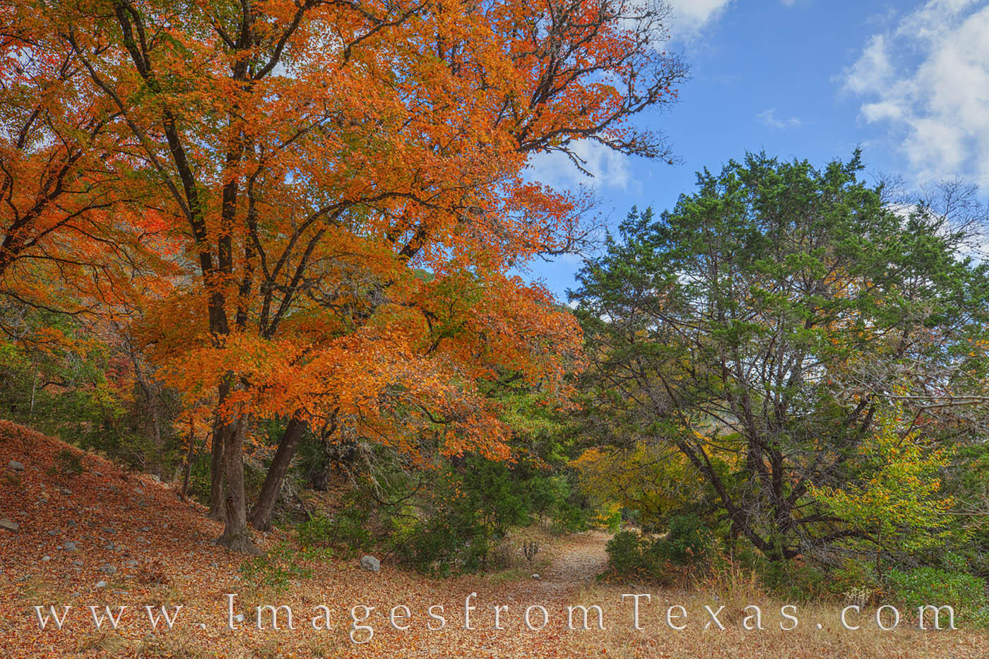 West Trail, Lost Maples 1112-1 This red maple adds color to a Fall hike in Lost Maples State Natural Area. This scene is just one of many along the East-West...