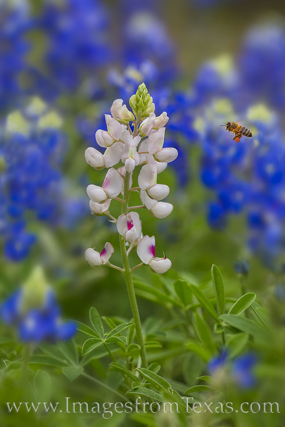 bluebonnets, whitebonnets, white bonnet, wildflowers, bees, hill country, texas wildflowers, texas blueobonnets, white, blue, portrait