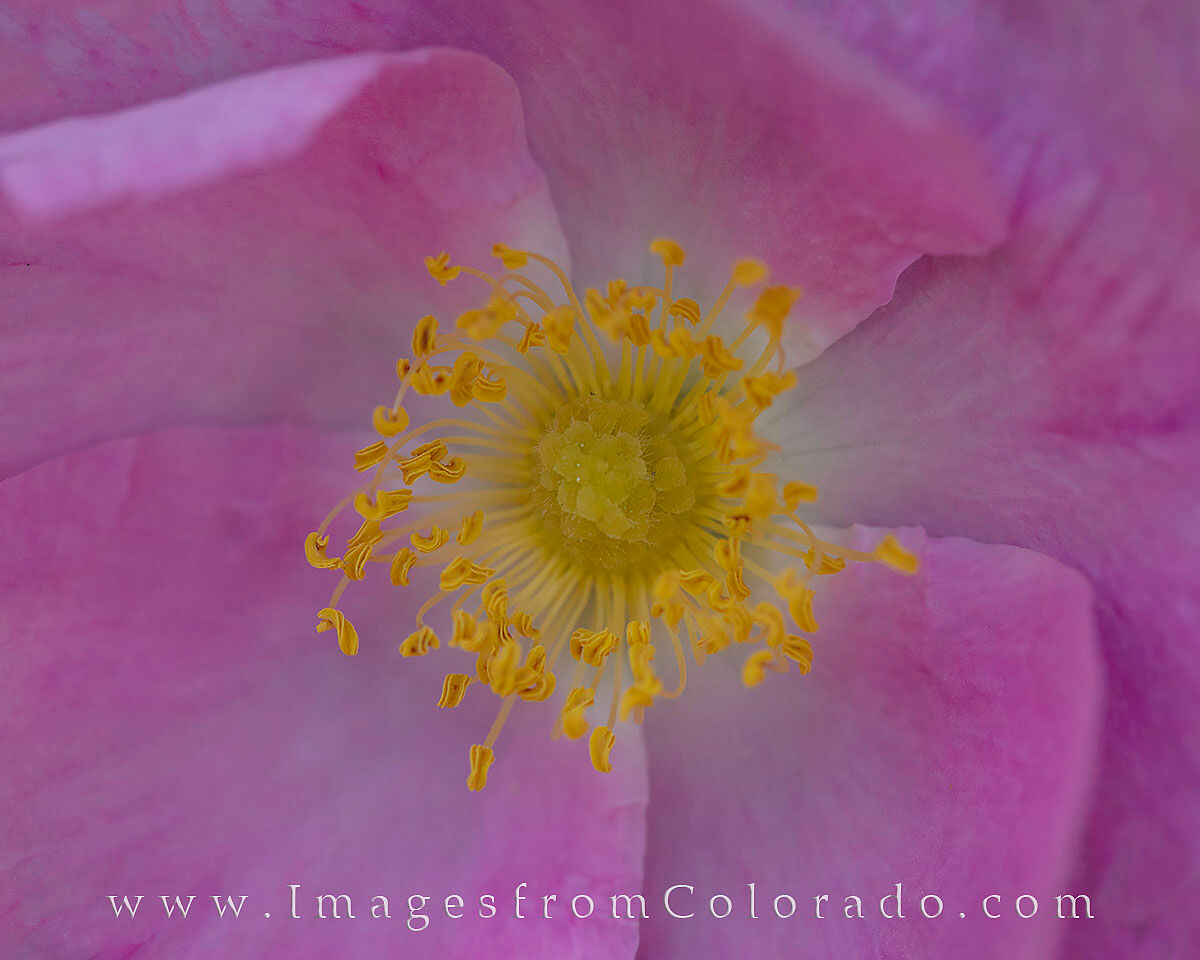 Wild Rose Macro 1 This photograph shows the inner workings of a Colorado Wild Rose on a cool morning - shot with a macro lens.