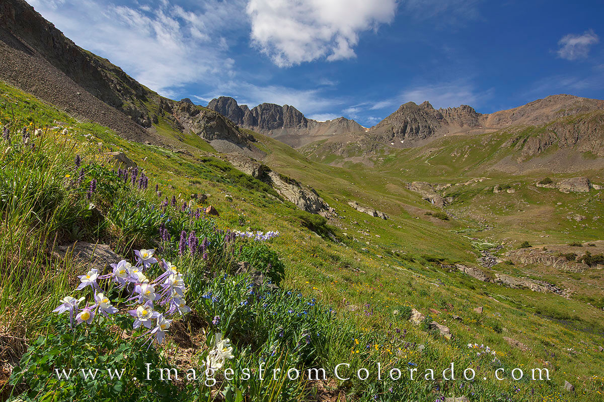 Wildflowers at American Basin 1 On the downhill side of summiting Handies Peak, one of Colorado's 14ers, I paused to take in the landscape of American Basin...