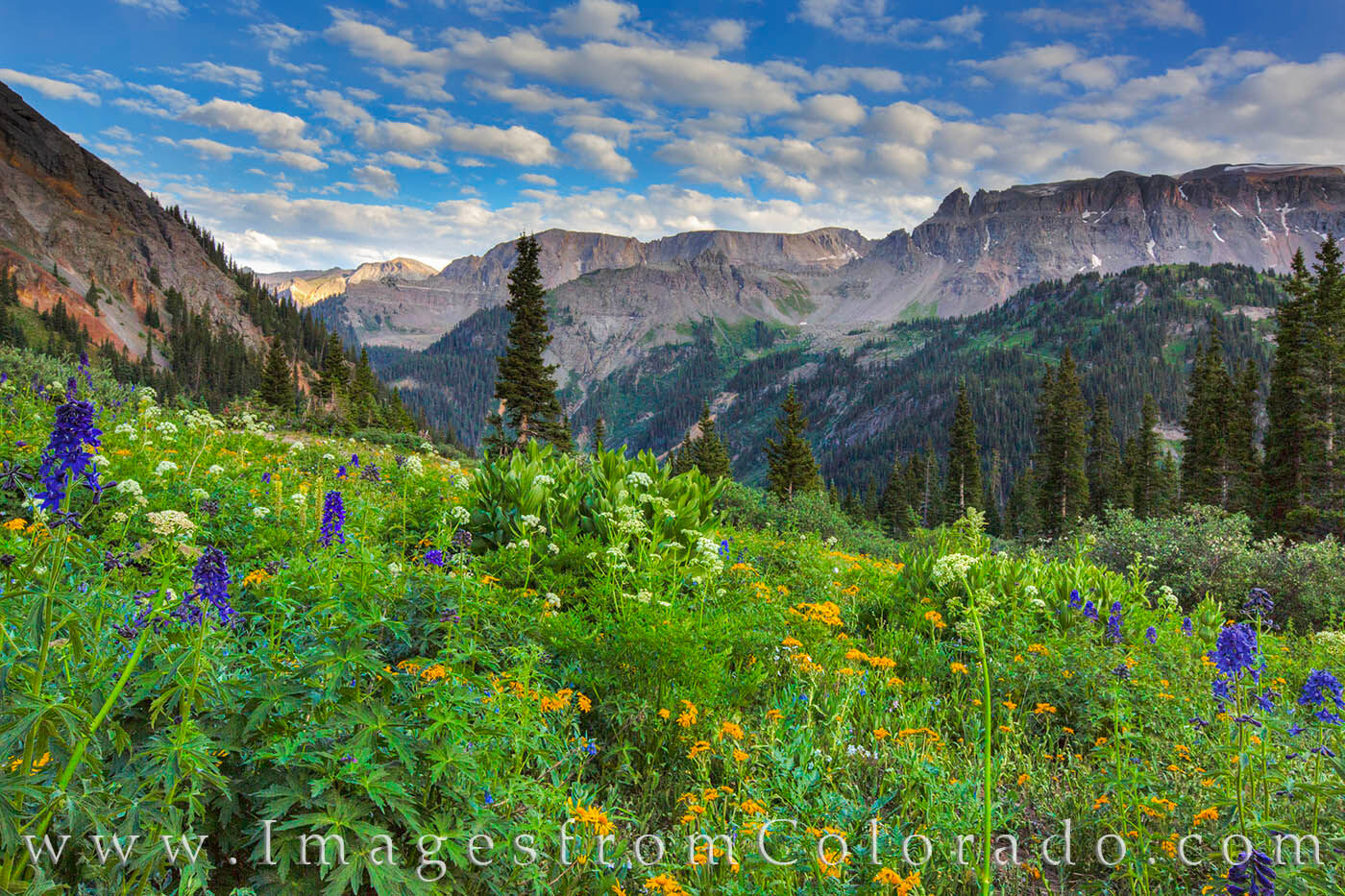 Wildflowers at Yankee Boy Basin 4 Blue and gold wildflowers colored the grassy slopes of Yankee Boy Basin near Ouray, Colorado, in this summer photograph. After...