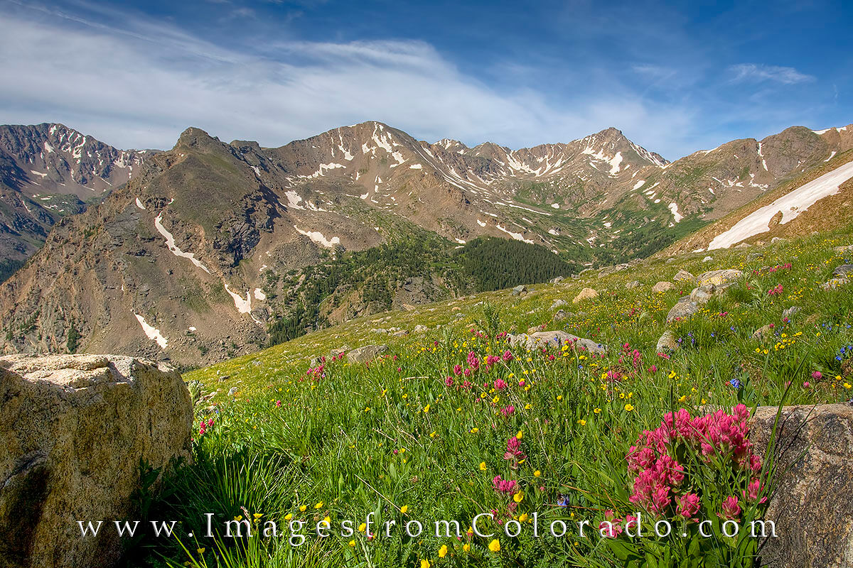 Wildlfowers on Mount Massive 1 On a morning hike up Mount Massive, one of Colorado’s 14,000’ peaks at 14,421’, paintbrush adorn the green slopes well...