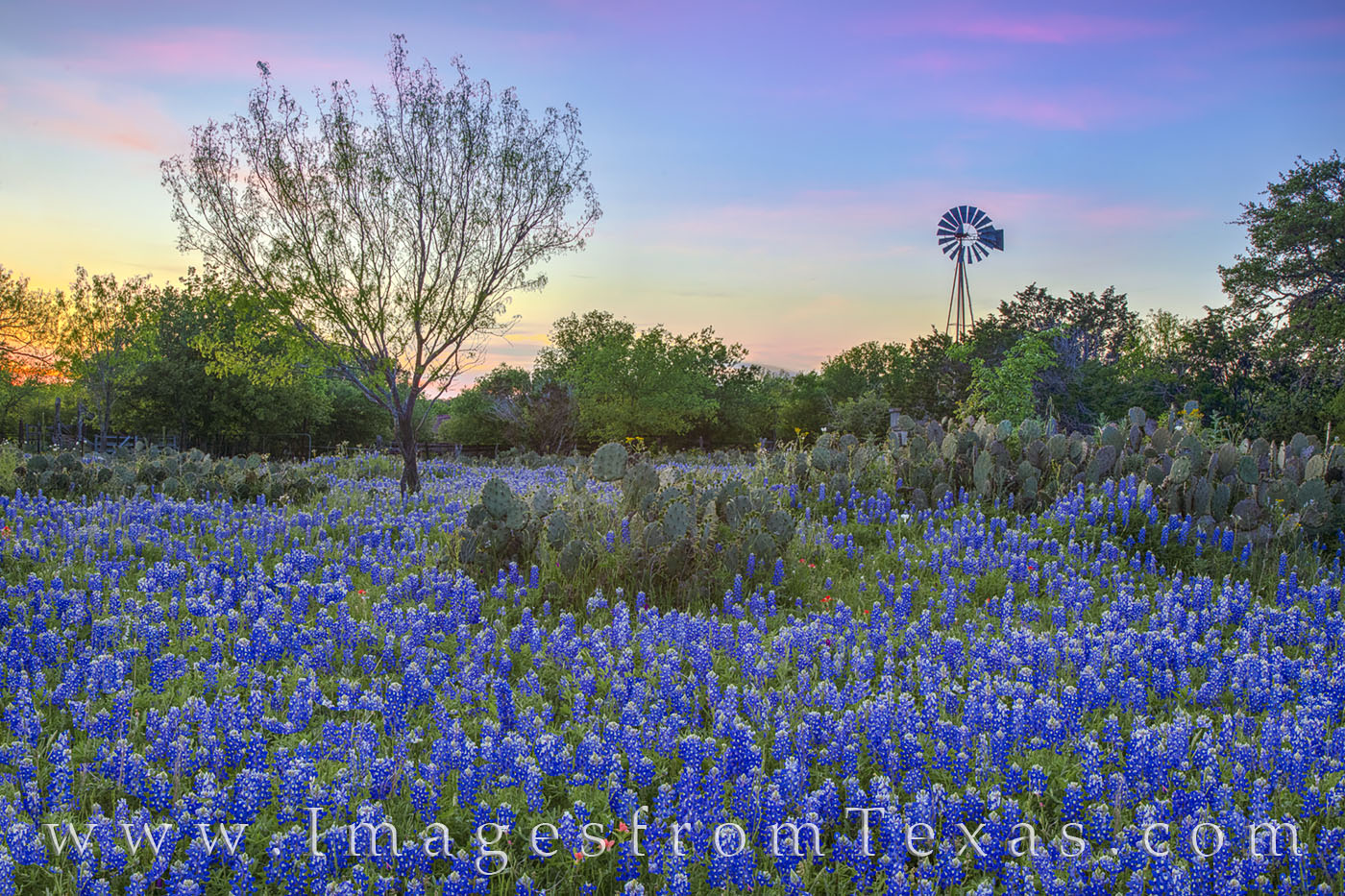 Windmill over Bluebonnets in Evening 409-2 The sky turned soft pastel colors of pink and blue and orange in this sunset photograph of bluebonnets and a windmill. A friend...