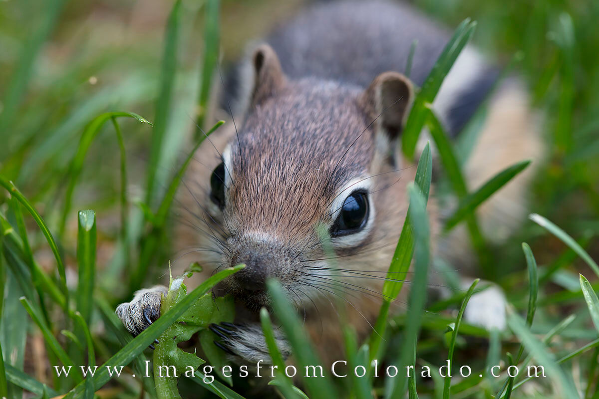 Winter Park Pika 1 Around our place in Winter Park, Colorado, we found baby pika (or are they chipmunks?) this past summer. The young furry critters...