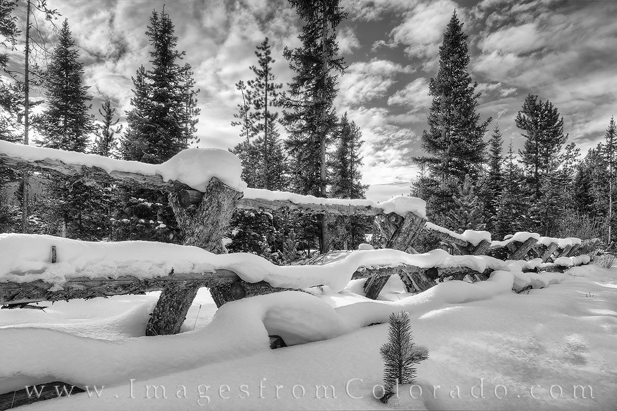 Wooden Fence after a Snow Black and White2 In this black and white photograph, an old wooden fence stretches into the forest, covered overnight in a fresh snow. Found near...